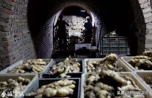 种植的生姜，收回来后如何贮藏不容易坏？