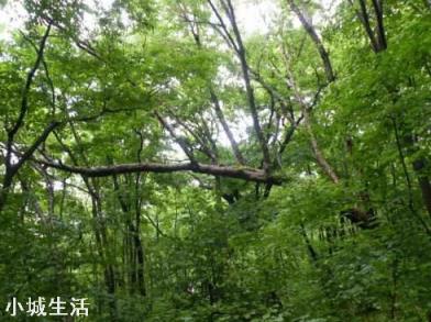 二十年后的农村会变成什么样？