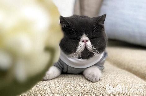 加菲猫吃很多都不胖是有什么疾病吗？