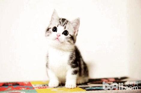 矮脚猫为什么腿短?