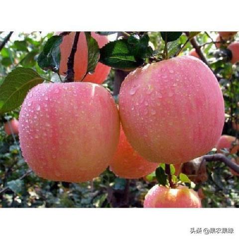 今年苹果大丰收,为什么市场如此疲软?销售难的问题到底出现在哪里?