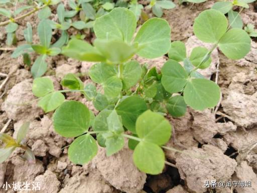 秋分节气以后,还能种植蔬菜吗?可以种植哪些应季蔬菜呢?