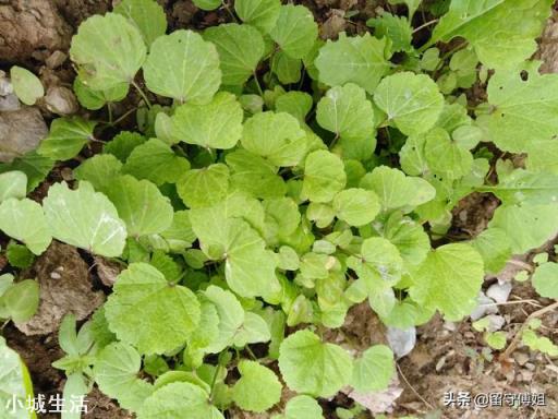 秋分节气以后,还能种植蔬菜吗?可以种植哪些应季蔬菜呢?