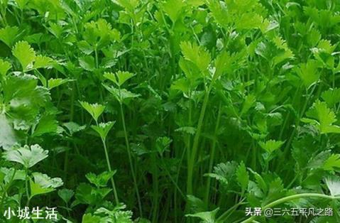 秋分节气以后,还能种植蔬菜吗?可以种植哪些应季蔬菜呢?
