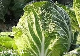 秋分节气以后,还能种植蔬菜吗?可以种植哪些应季蔬菜呢?