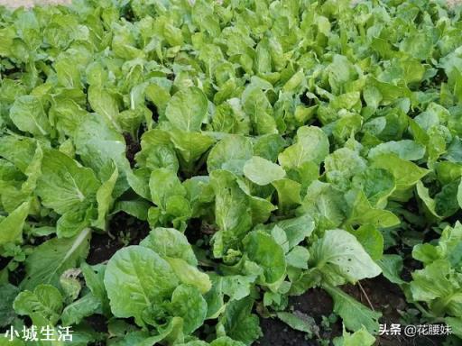 秋分节气以后,还能种植蔬菜吗?可以种植哪些应季蔬菜呢?