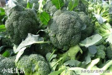 秋分节气以后,还能种植蔬菜吗?可以种植哪些应季蔬菜呢?