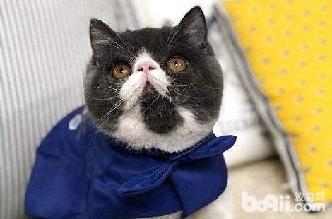 养加菲猫一个月需要多少钱?