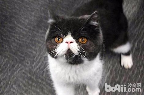 养加菲猫一个月需要多少钱?
