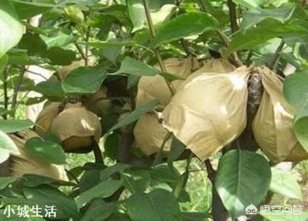 为何现在的水果动不动就套袋，套袋水果和没套袋的有啥区别？