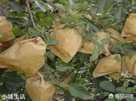 为何现在的水果动不动就套袋，套袋水果和没套袋的有啥区别？