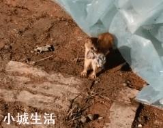 有人说黄鼠狼浑身是宝是真的吗？那是否有人发展养殖呢？