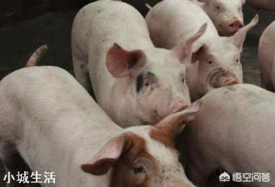 9月4日猪价：东北全线下跌，算是新一轮下跌的信号吗？