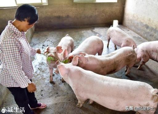 9月4日猪价：东北全线下跌，算是新一轮下跌的信号吗？