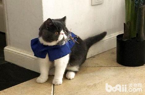 加菲猫在换牙阶段需要人帮忙吗?