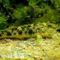农村水塘有一种小鱼叫做“爬地虎”，为什么过去没人要，现在却越来越贵？能养殖吗？