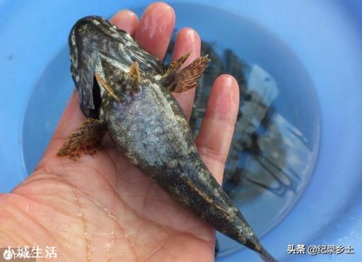 农村水塘有一种小鱼叫做“爬地虎”，为什么过去没人要，现在却越来越贵？能养殖吗？