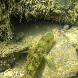 农村水塘有一种小鱼叫做“爬地虎”，为什么过去没人要，现在却越来越贵？能养殖吗？