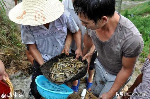 农村水塘有一种小鱼叫做“爬地虎”，为什么过去没人要，现在却越来越贵？能养殖吗？