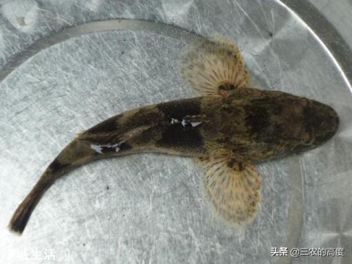 农村水塘有一种小鱼叫做“爬地虎”，为什么过去没人要，现在却越来越贵？能养殖吗？