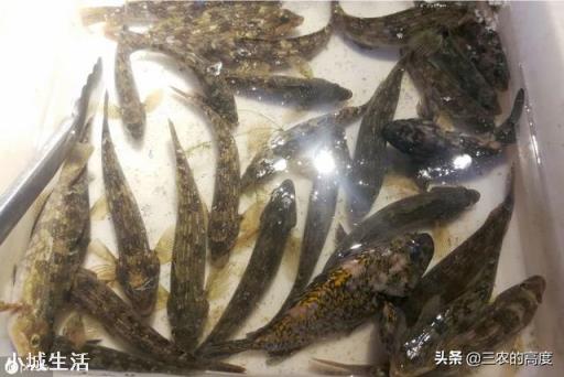 农村水塘有一种小鱼叫做“爬地虎”，为什么过去没人要，现在却越来越贵？能养殖吗？