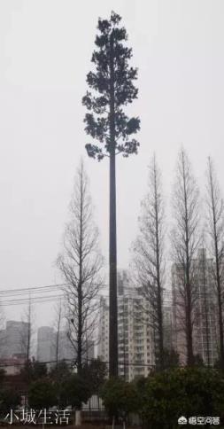 三大运营商的基站为什么要伪装？