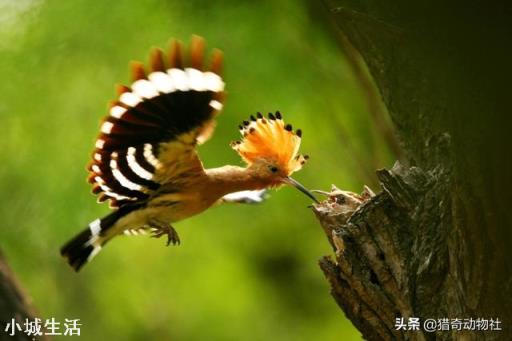 在农村，戴胜鸟又被称为“棺材鸟”，为何它们身上总是臭臭的？