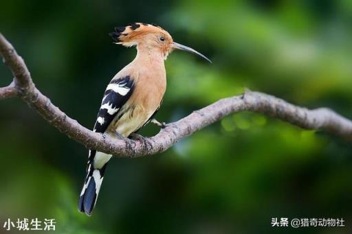 在农村，戴胜鸟又被称为“棺材鸟”，为何它们身上总是臭臭的？
