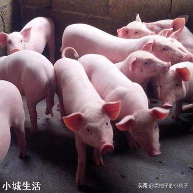 非洲猪瘟病毒在阳光下存活时间到底有多久？如何防范？