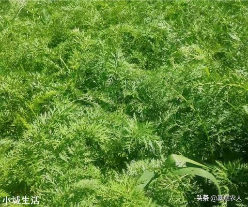 胡萝卜怎样种植能高产?