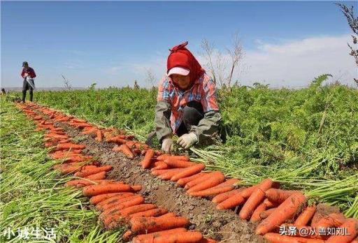胡萝卜怎样种植能高产?