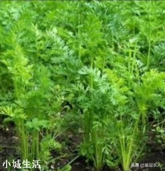 胡萝卜怎样种植能高产?