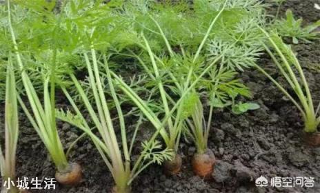 胡萝卜怎样种植能高产?