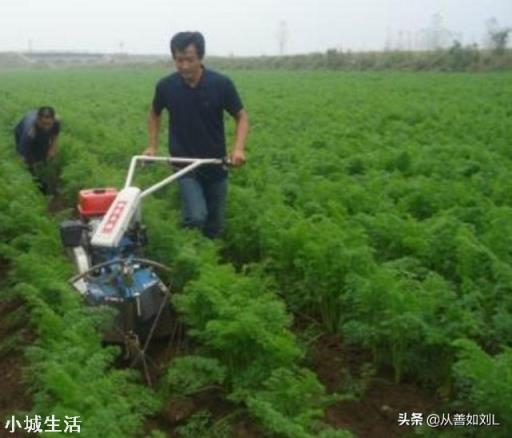 胡萝卜怎样种植能高产?