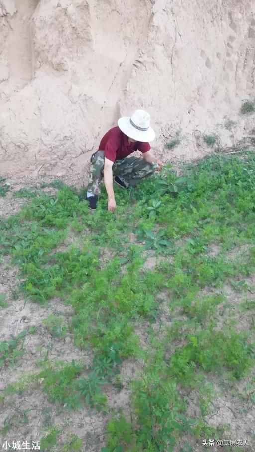 胡萝卜怎样种植能高产?