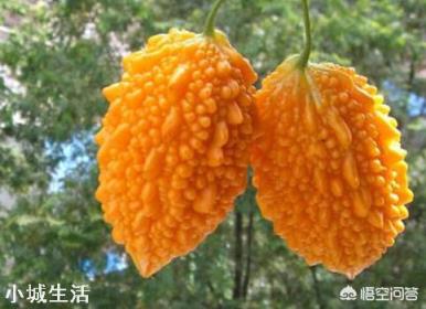 長得跟苦瓜很相似的賴葡萄，味道很甜，為什么現在很種植的人少了？