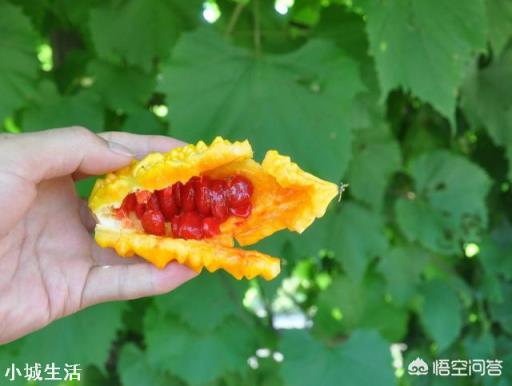 長得跟苦瓜很相似的賴葡萄，味道很甜，為什么現在很種植的人少了？