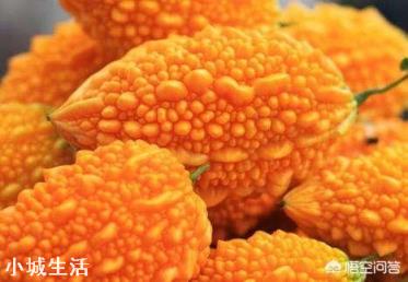 長得跟苦瓜很相似的賴葡萄，味道很甜，為什么現在很種植的人少了？