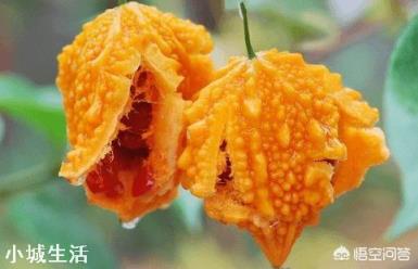 長得跟苦瓜很相似的賴葡萄，味道很甜，為什么現在很種植的人少了？