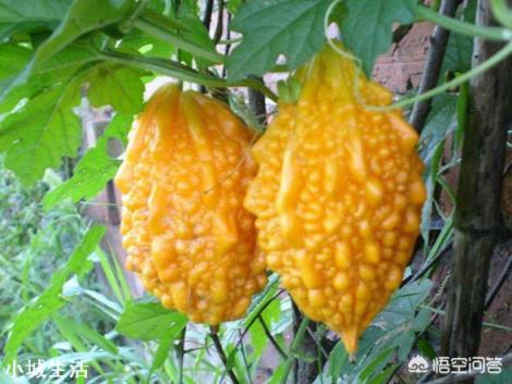 長得跟苦瓜很相似的賴葡萄，味道很甜，為什么現在很種植的人少了？