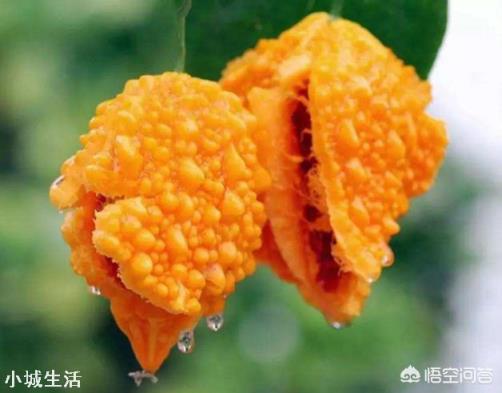 長得跟苦瓜很相似的賴葡萄，味道很甜，為什么現在很種植的人少了？