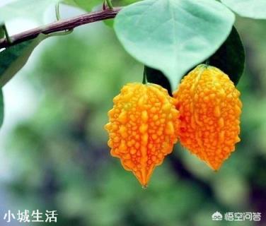 長得跟苦瓜很相似的賴葡萄，味道很甜，為什么現在很種植的人少了？