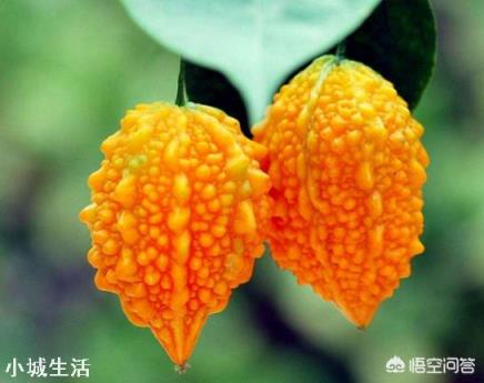 長得跟苦瓜很相似的賴葡萄，味道很甜，為什么現在很種植的人少了？