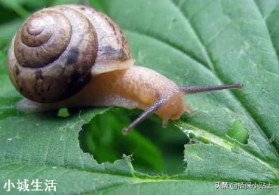 花生大豆地用鹽水治蝸牛怎么配比？