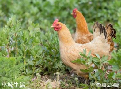曾遭“热抢”的土鸡，拿到有的县城却没人买，究竟为什么？