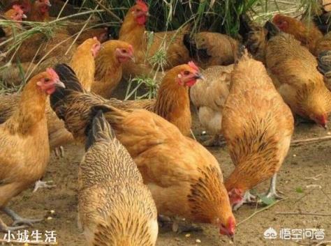 曾遭“热抢”的土鸡，拿到有的县城却没人买，究竟为什么？