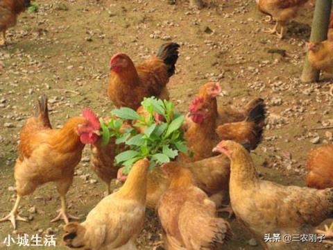 曾遭“热抢”的土鸡，拿到有的县城却没人买，究竟为什么？