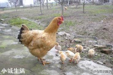 曾遭“热抢”的土鸡，拿到有的县城却没人买，究竟为什么？