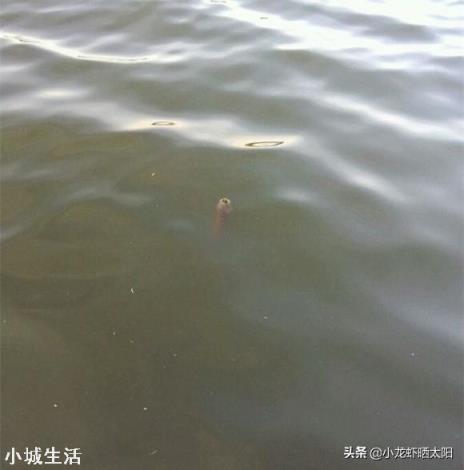 釣到條大黃鱔，頭上卻長有兩個角，農村老人說有毒不能吃，為啥？
