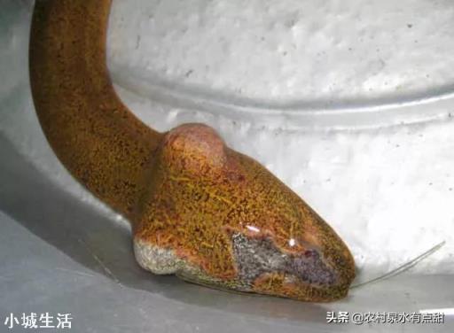 釣到條大黃鱔，頭上卻長有兩個角，農村老人說有毒不能吃，為啥？